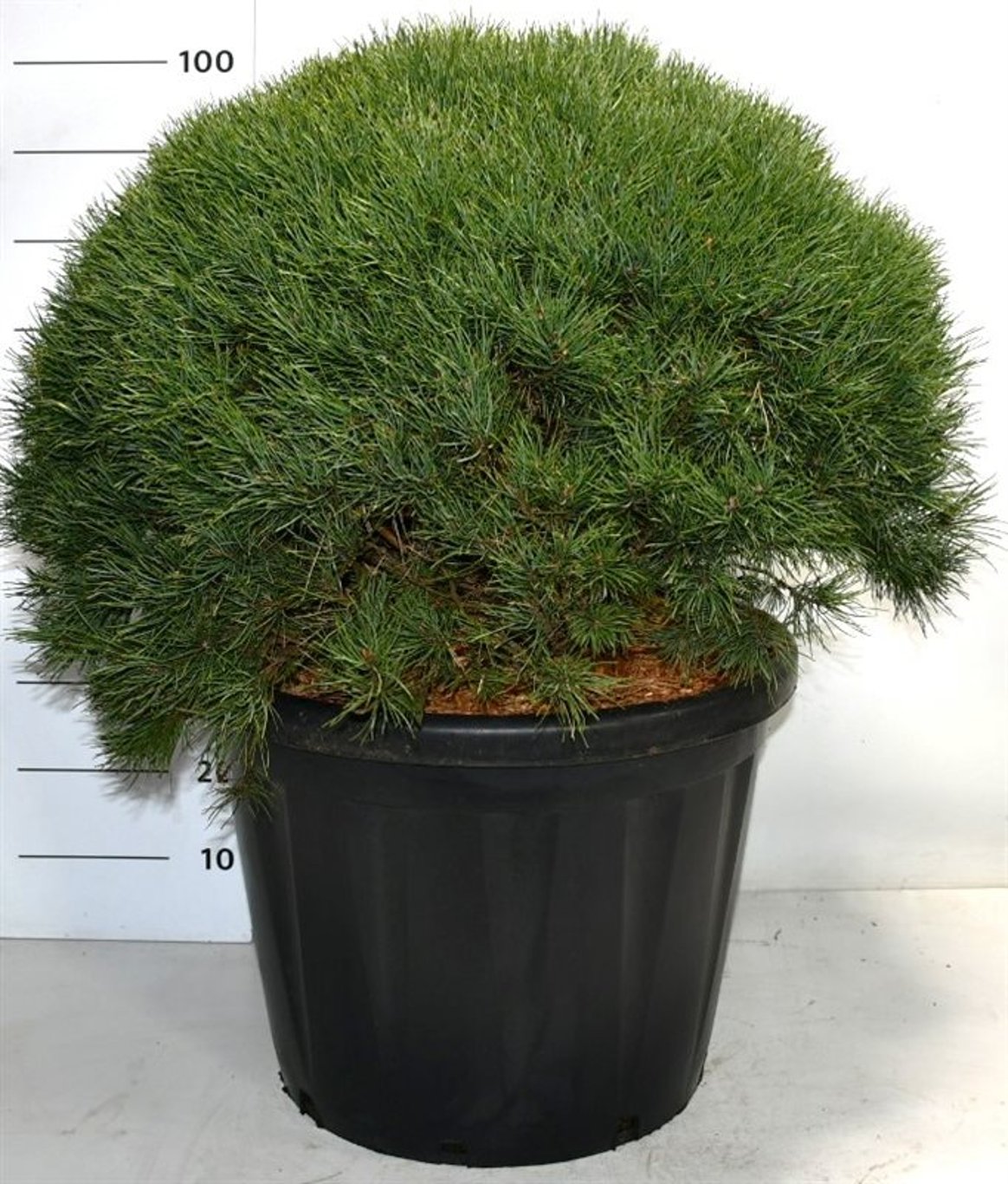 Pinus sylv. 'Watereri' - 70-80 CM Ball Cont.